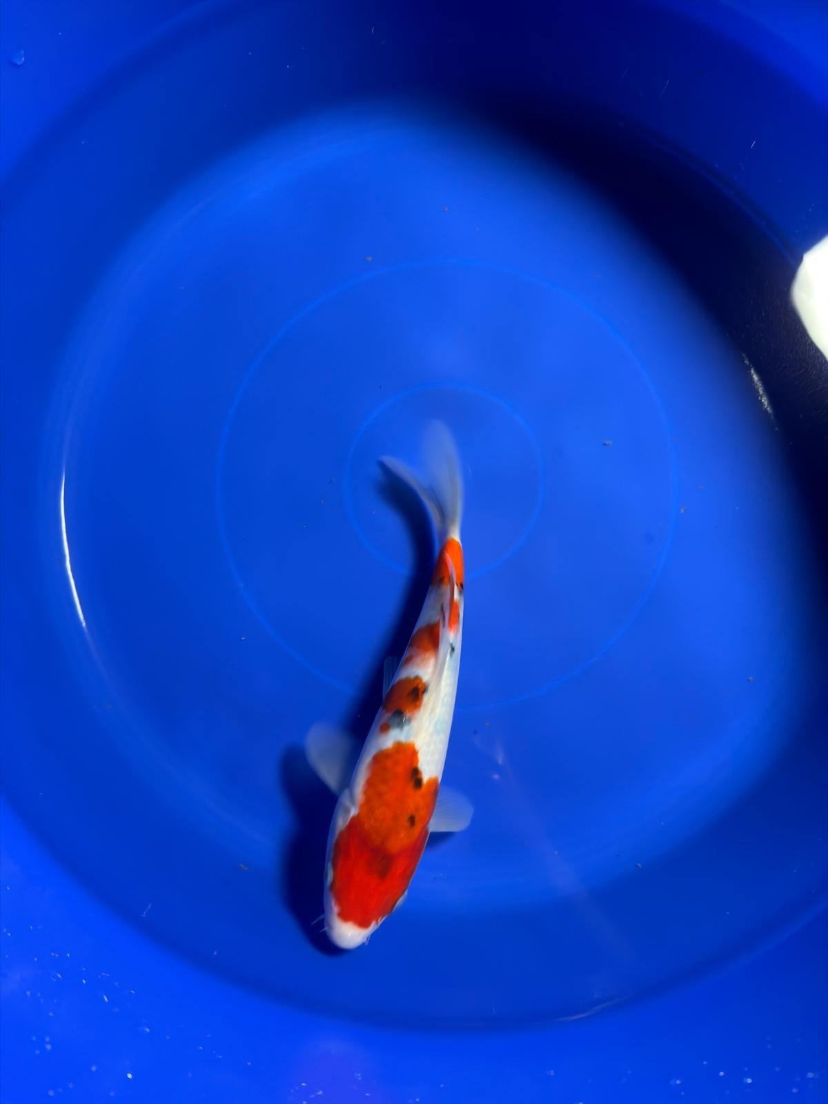 8" Sanke Japanese Imported HQ(High Quality)