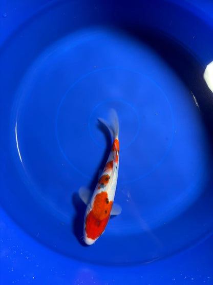 8" Sanke Japanese Imported HQ(High Quality)