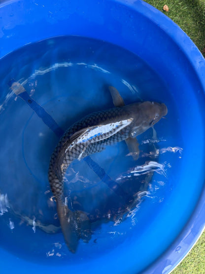 Ochiba Koi 13"