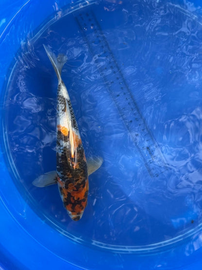 Japanese Dainichi Showa 11 inch