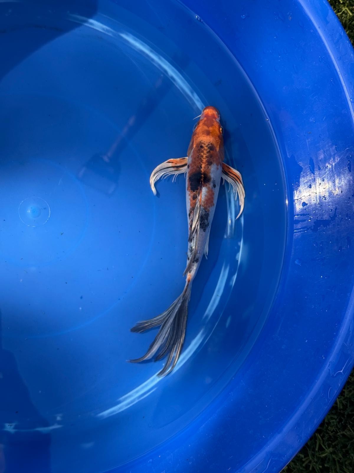 Metallic Showa Butterfly Koi 9.5 Inch