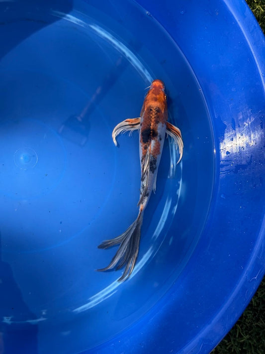 Metallic Showa Butterfly Koi 9.5 Inch