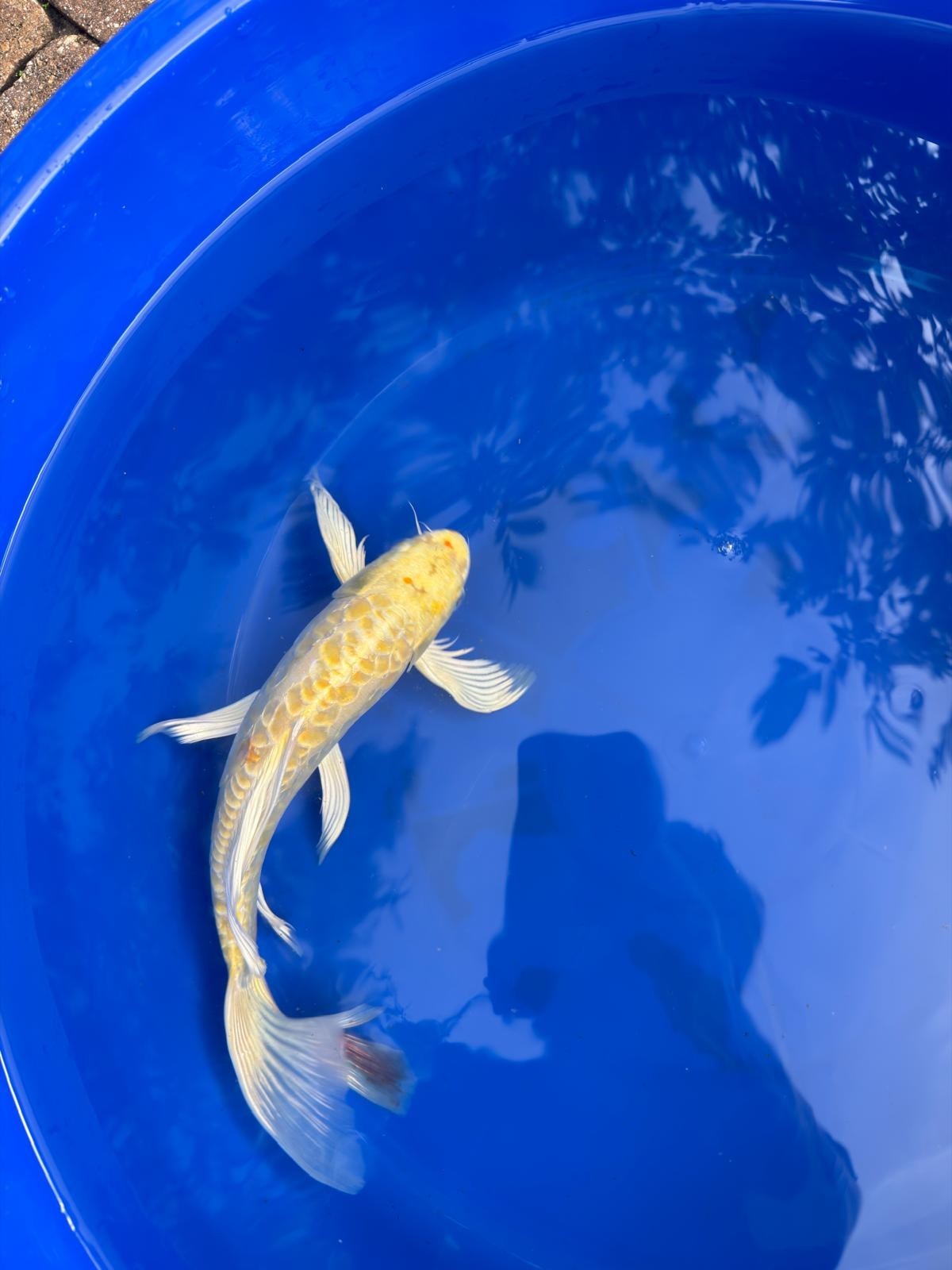 Doitsu Lemon Hariwake Butterfly Koi 12"