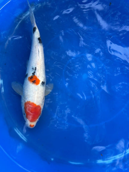 10" Sanke Japanese Import Koi T5