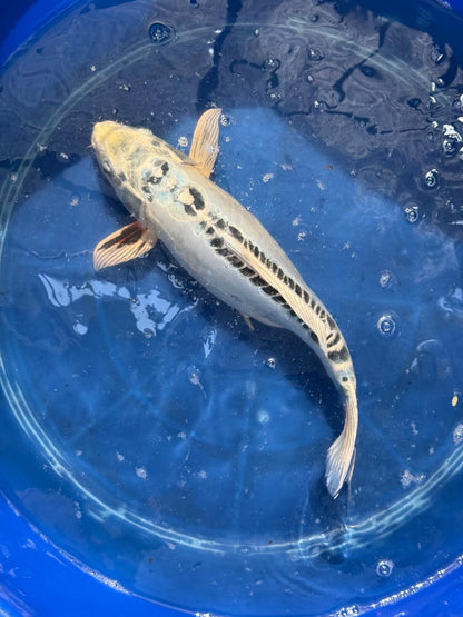 14.5"  Kikokuryu Japanese Import Koi
