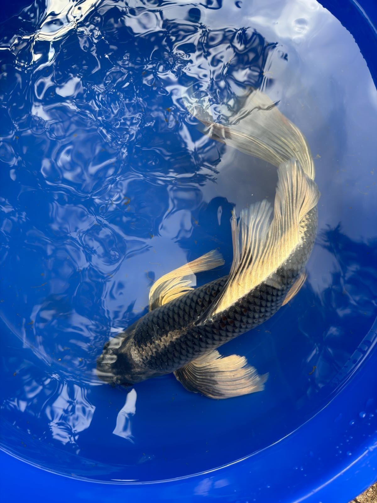 Matsuba Butterfly Koi 19"
