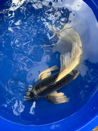 Matsuba Butterfly Koi 19"