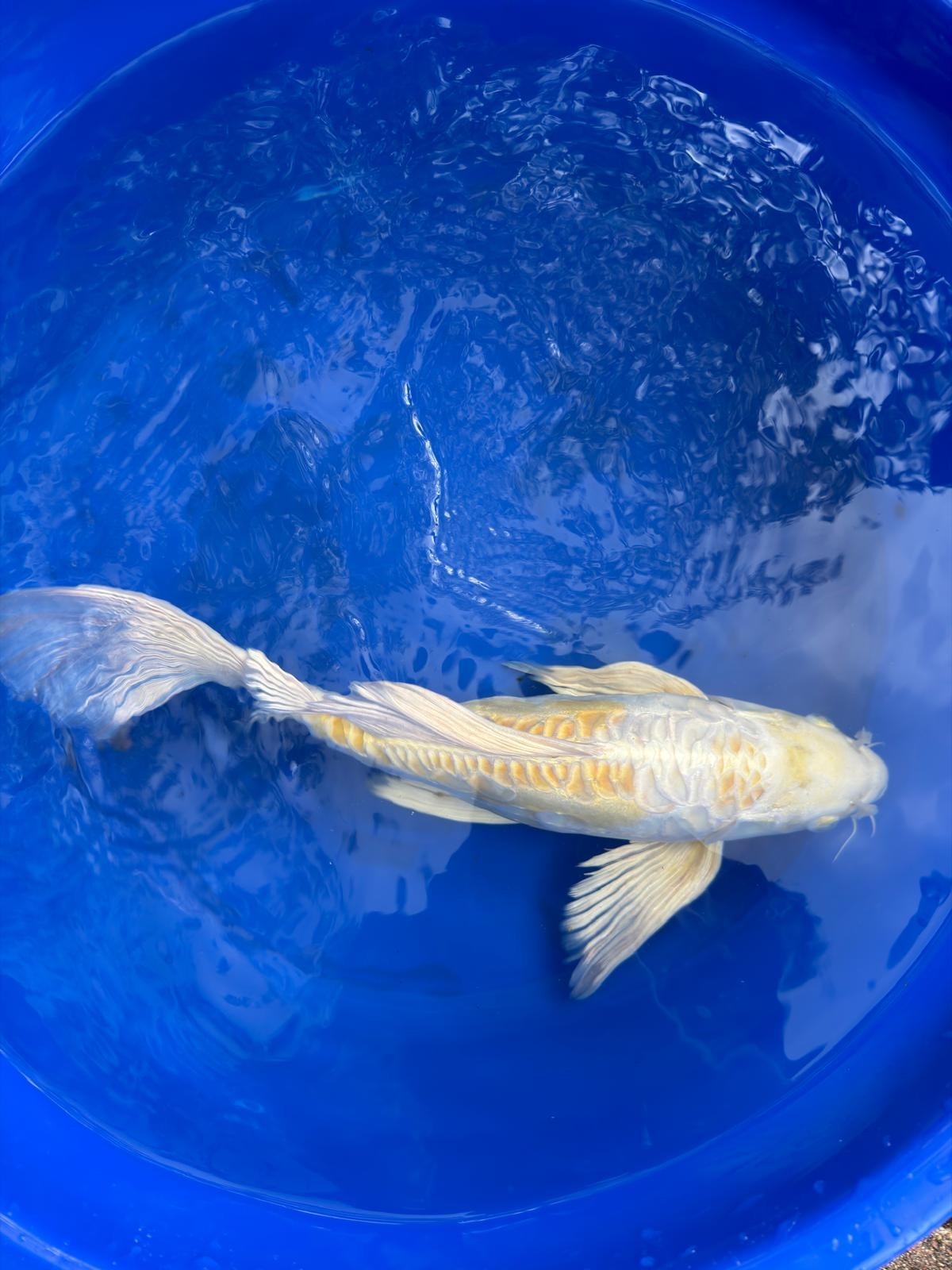 Doitsu Hariwake Butterfly Koi 15"