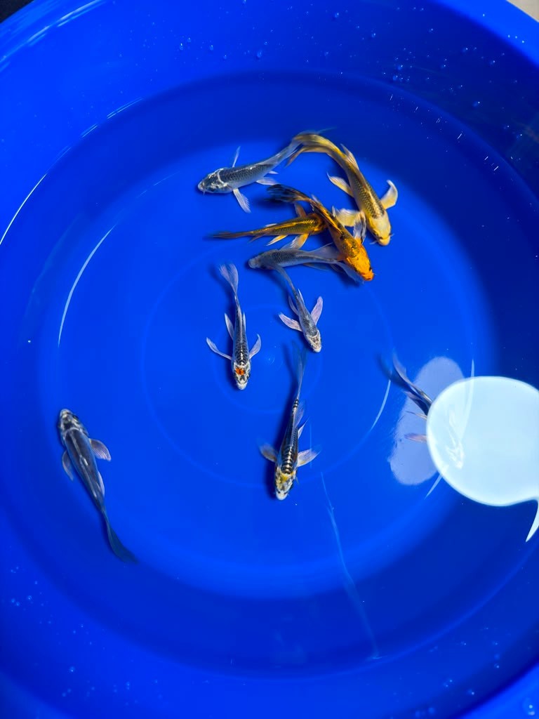 5 Pack of  Butterfly Koi 4 to 6 inch