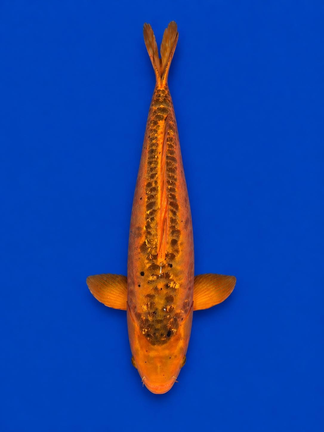 Japanese Mizuho Ogon Koi 22"