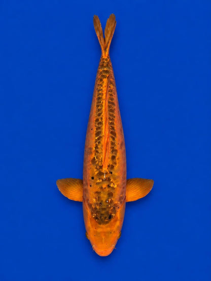 Japanese Mizuho Ogon Koi 22"