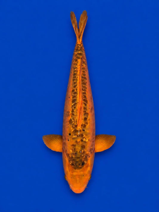Japanese Mizuho Ogon Koi 22"