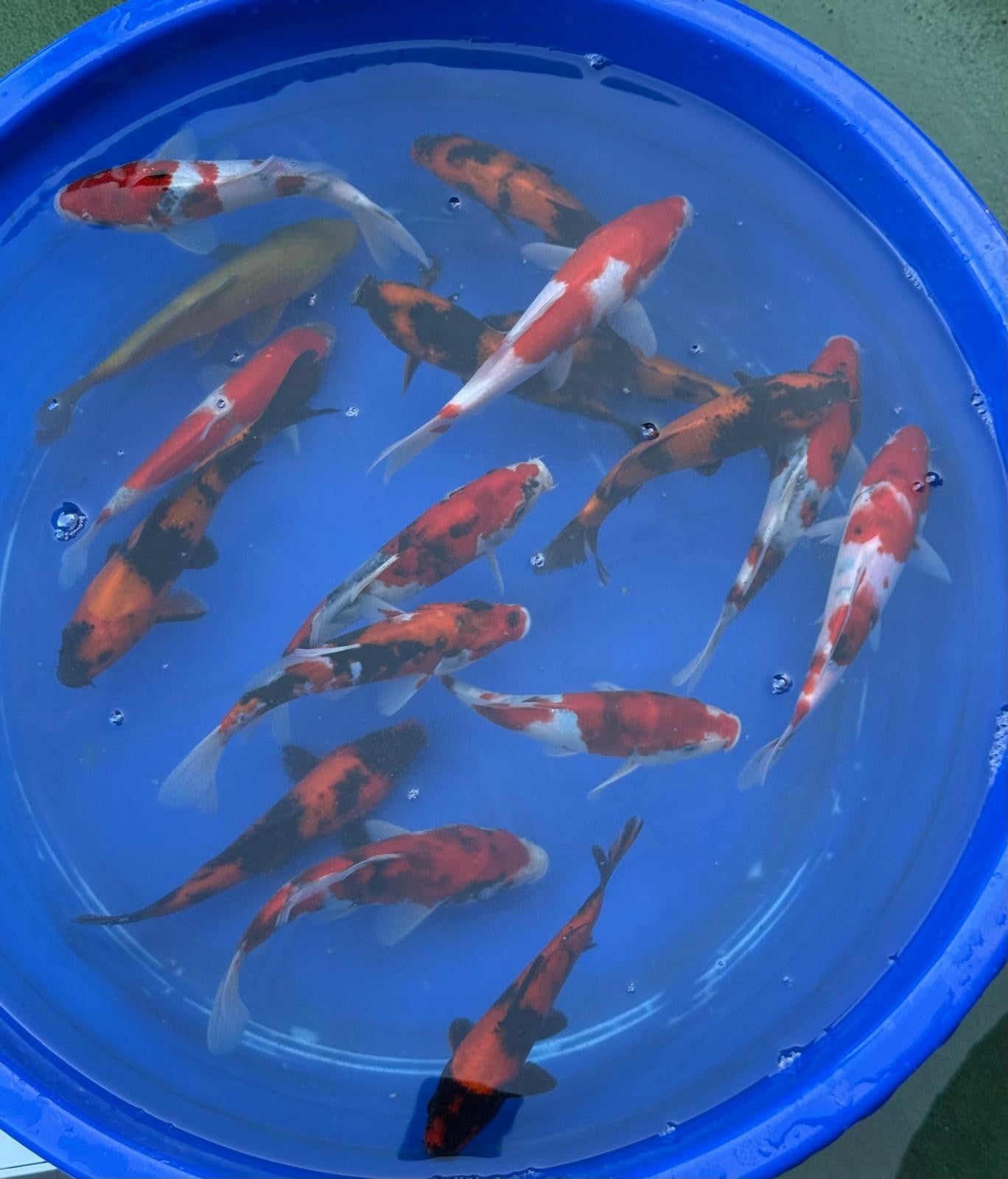 2 Pack of Japanese Imported Tosai Koi 7 to 8 inch