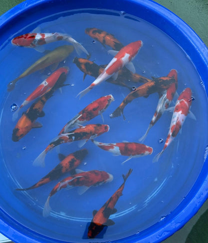 2 Pack of Japanese Imported Tosai Koi 7 to 8 inch