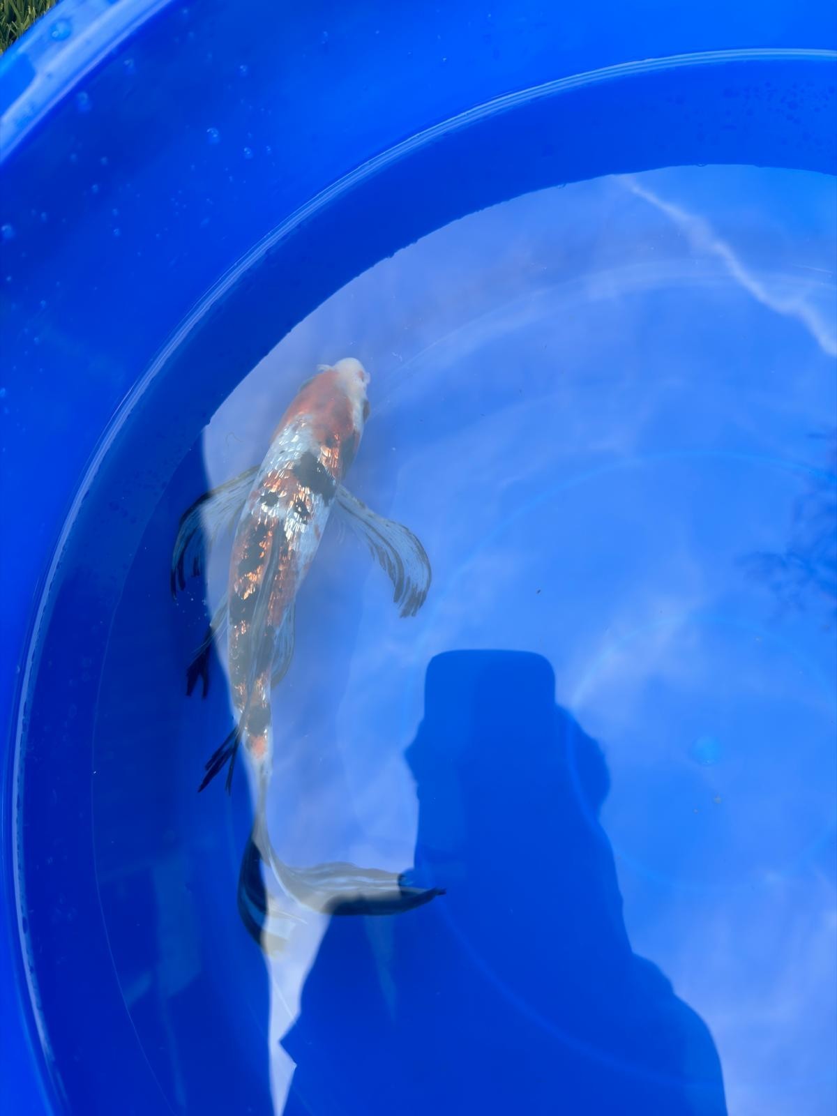 Ginrin Showa  Butterfly 9" Koi