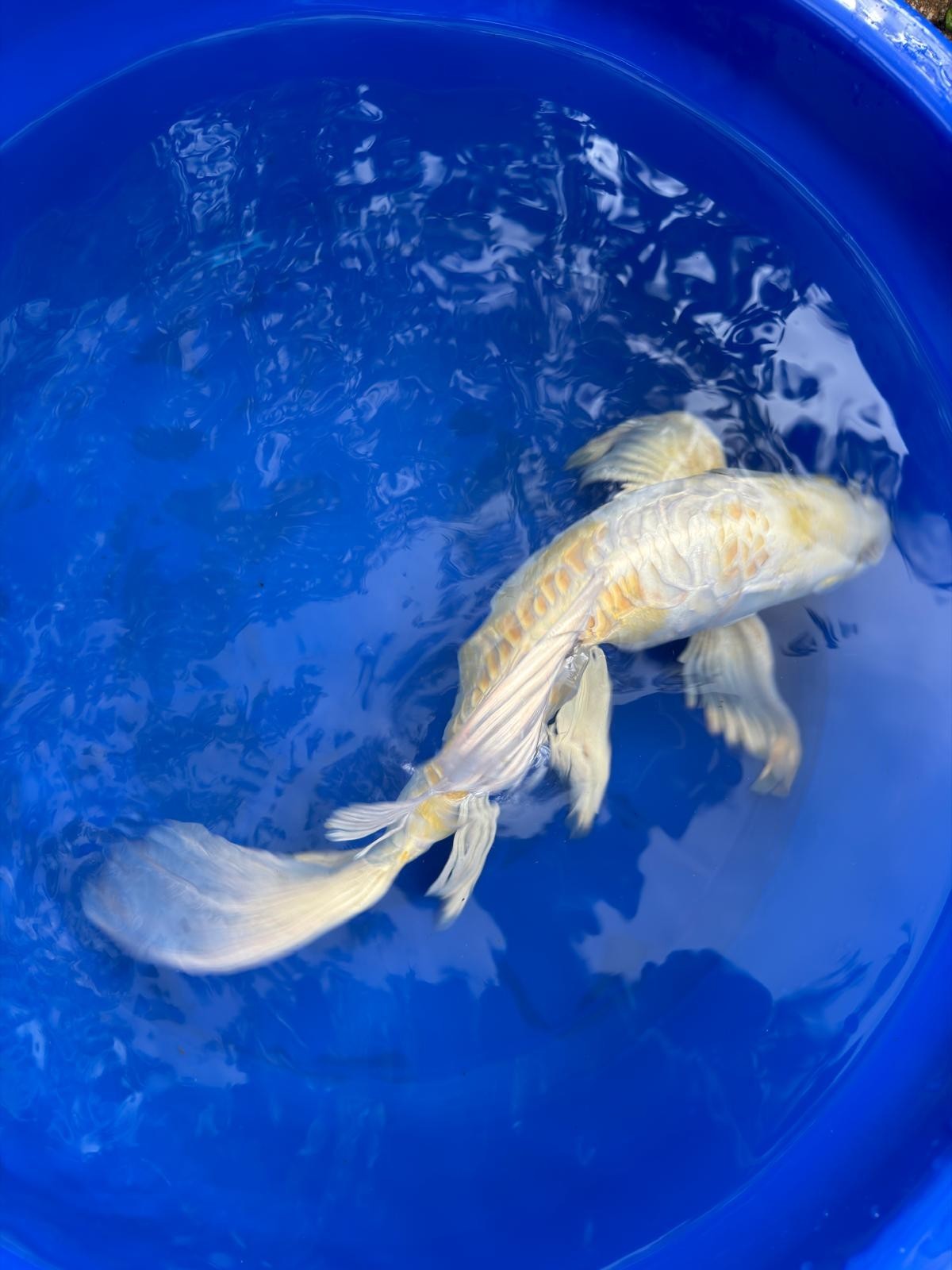 Doitsu Hariwake Butterfly Koi 15"