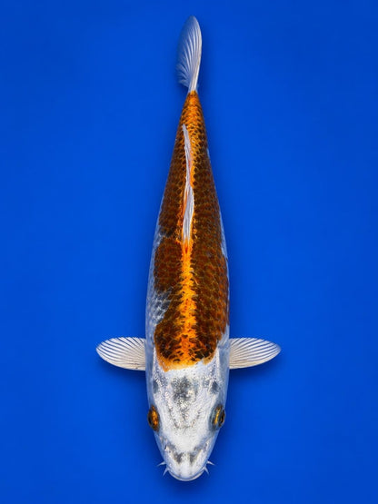 Japanese Kujaku 8" inch Koi