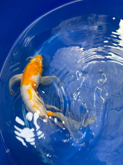 Hariwake Butterfly Koi 10"