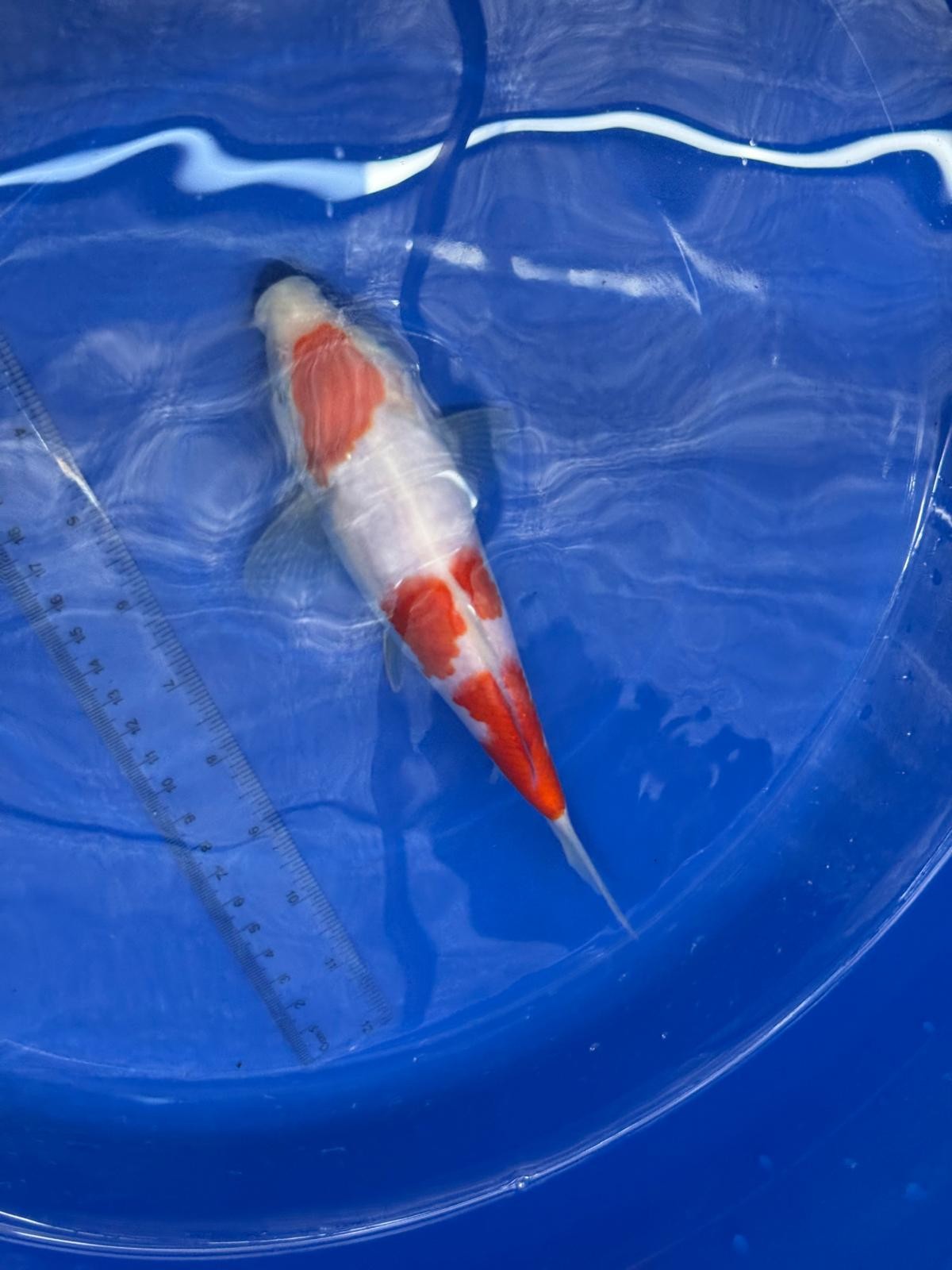 8" Kohaku Japanese Imported HQ(High Quality) T2