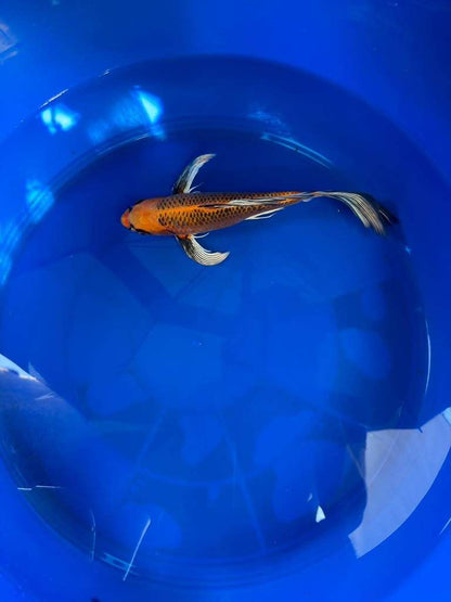 Kin Matsuba Butterfly Koi 10 Inch
