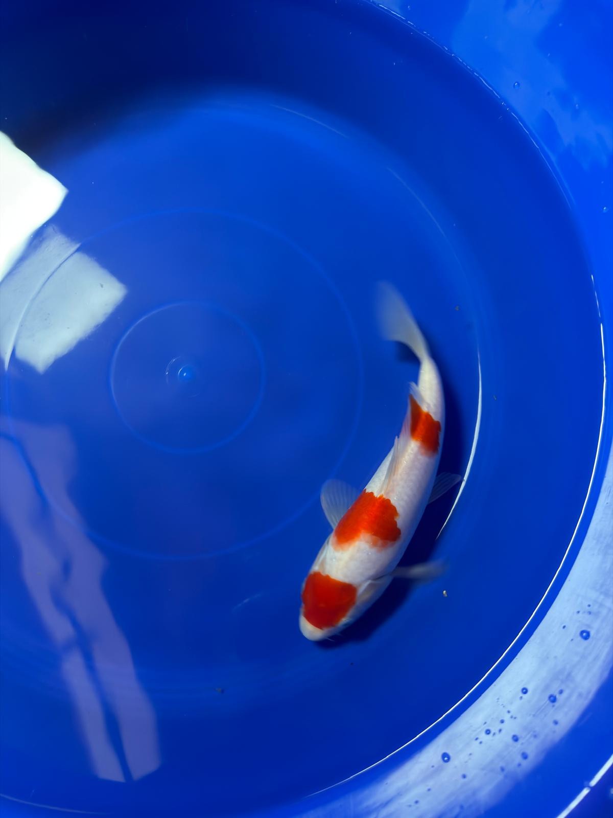 8" Kohaku Japanese Imported (Hand Picked)