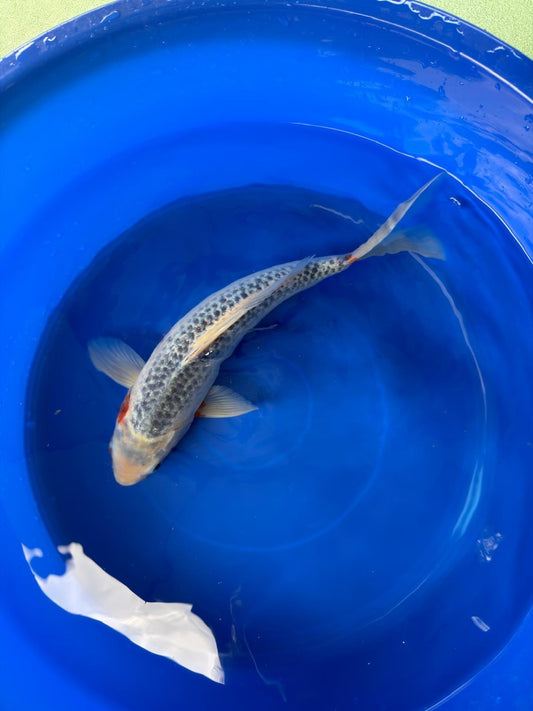 Asagi Koi 14"