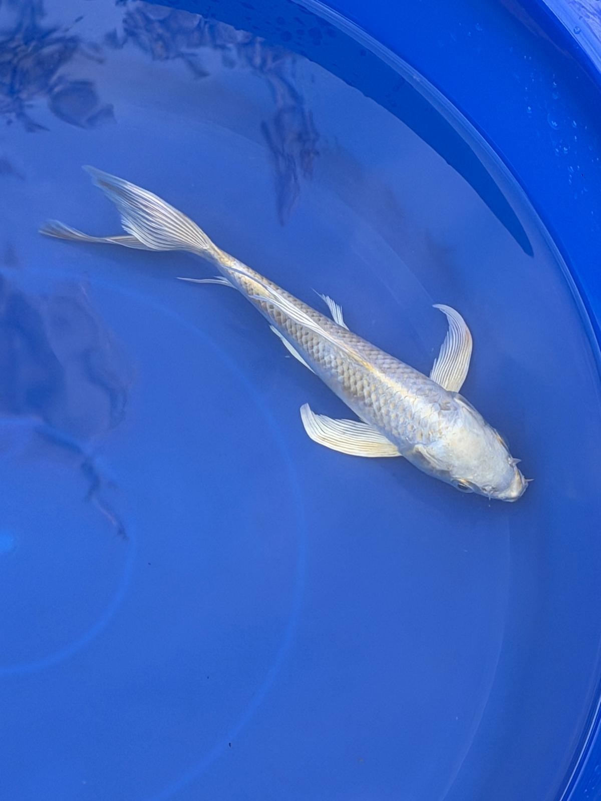 Platinum Ogon Butterfly Koi 8"