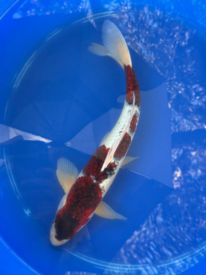16 Inch Budo goromo Japanese Import Koi