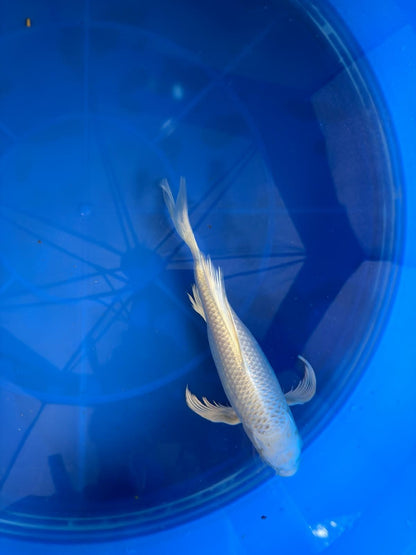Platinum Butterfly Koi 9"