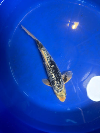 Gin Rin Matsukawabake 12 inch Koi