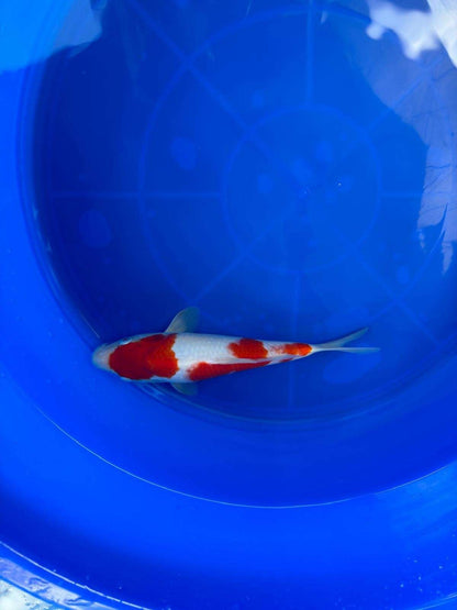 9" Kohaku Japanese Imported T2