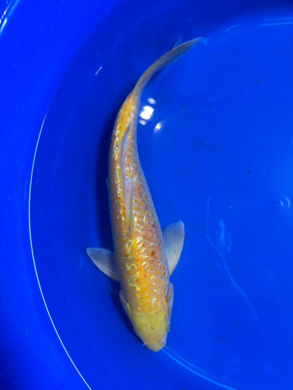 13 Inch "Gin-Rin" Yellow Monkey Karashigoi Import Koi