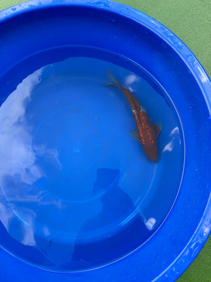 Ginrin Ochiba Koi 8"