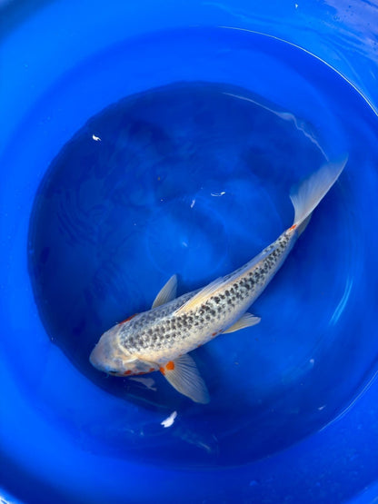 Asagi Koi 14"