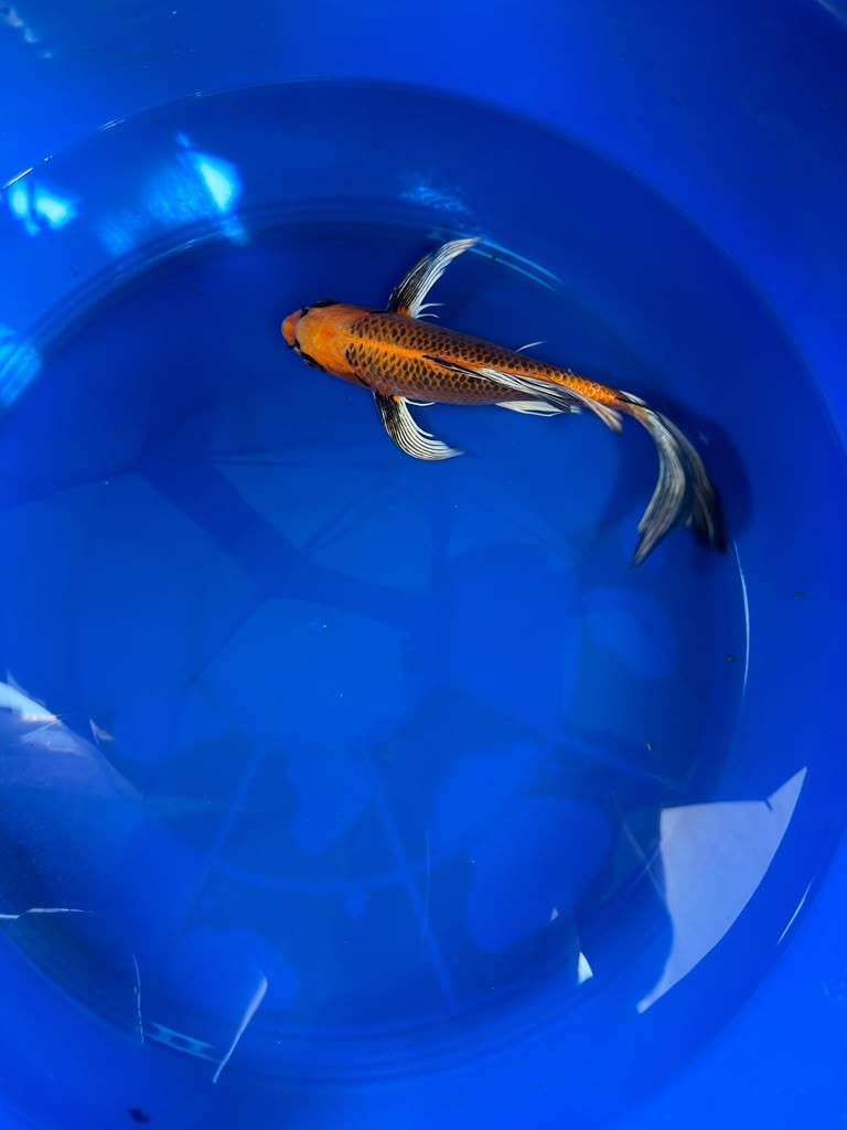 Kin Matsuba Butterfly Koi 10 Inch
