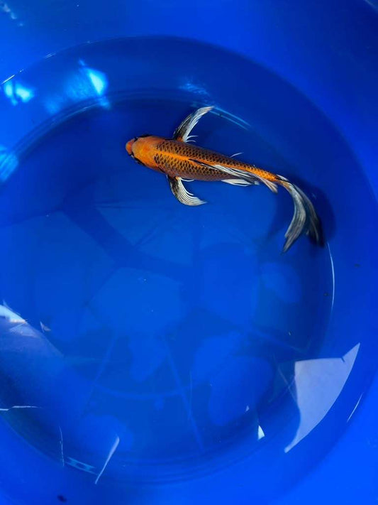 Kin Matsuba Butterfly Koi 10 Inch