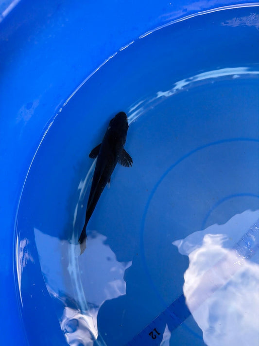 6" Karasu Goi Japanese Import Koi (Hand Picked)