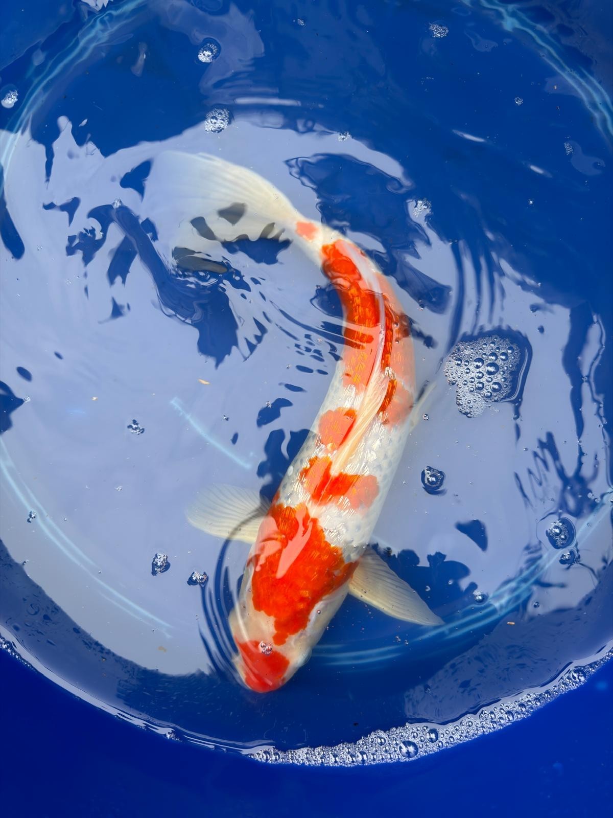 14" Inch "Gin Rin" Kohaku Koi