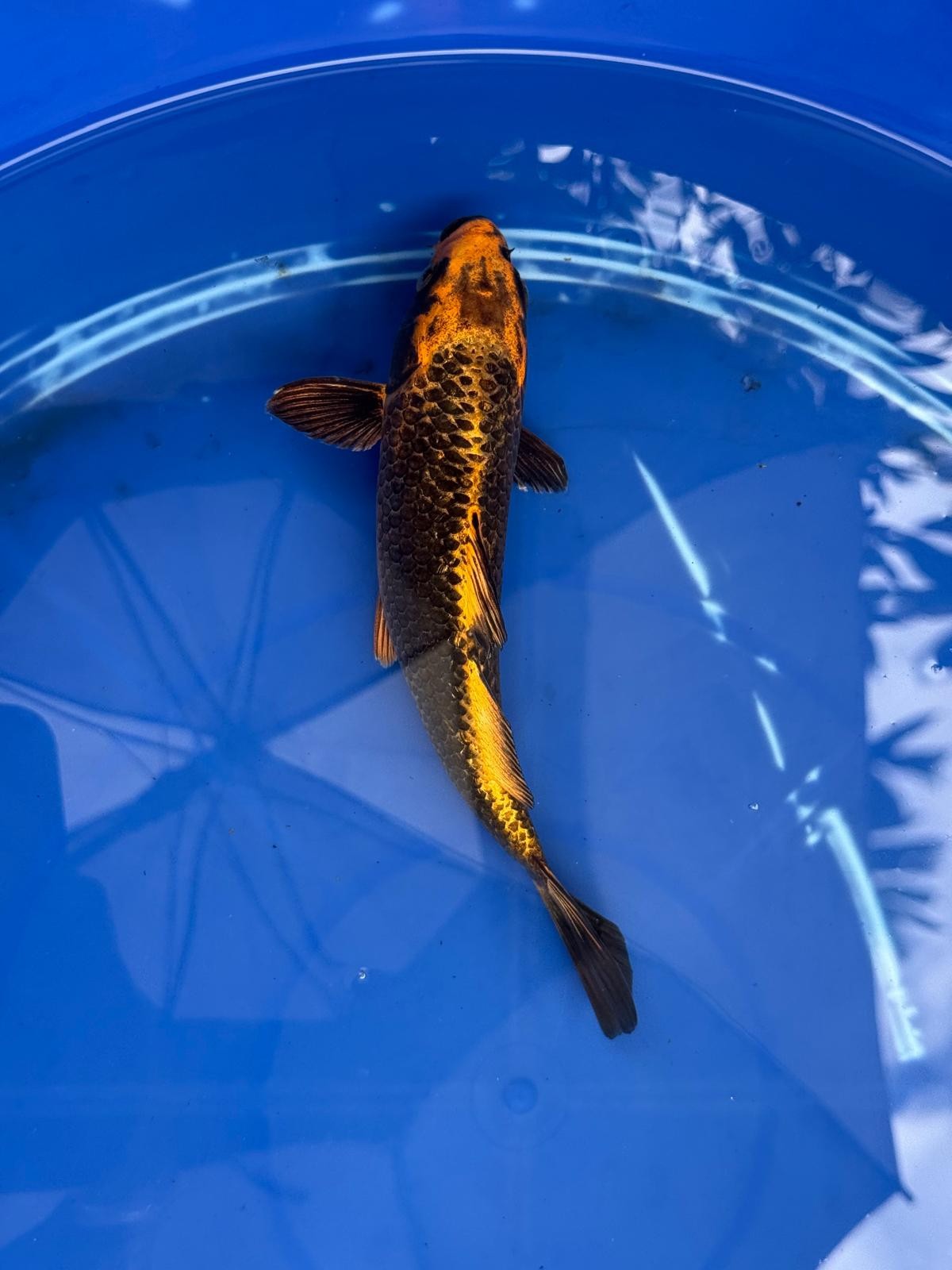 Ginrin Aka Matsuba  9" Koi GT