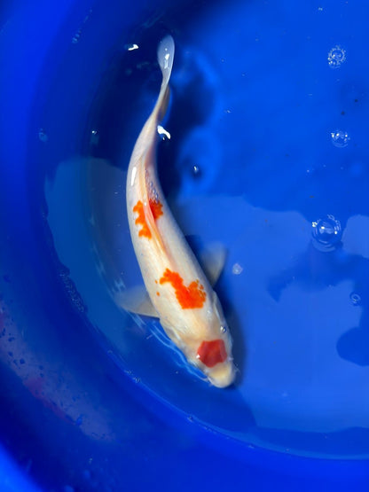 12 Inch Maruten Kohaku Japanese Import Koi GT