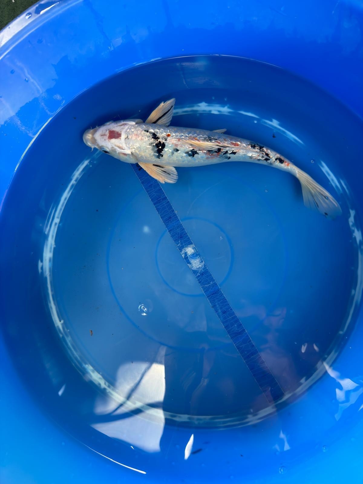 Ginrin Sanke Koi 12"