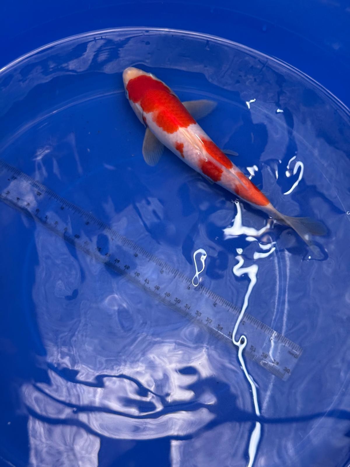 8.5 " Kohaku Japanese Imported HQ(High Quality) T2