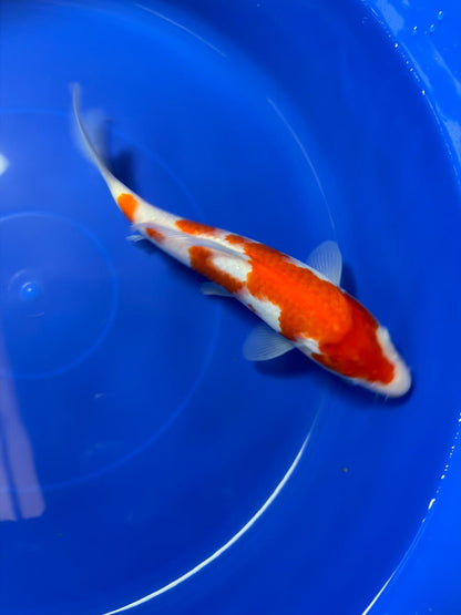9" Kohaku Japanese Imported (Hand Picked)