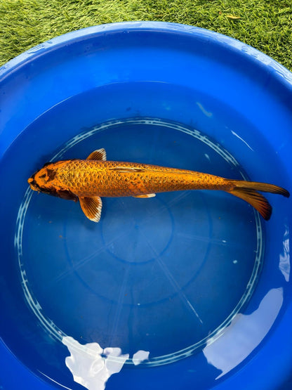 Kin Matsuba Koi 19"