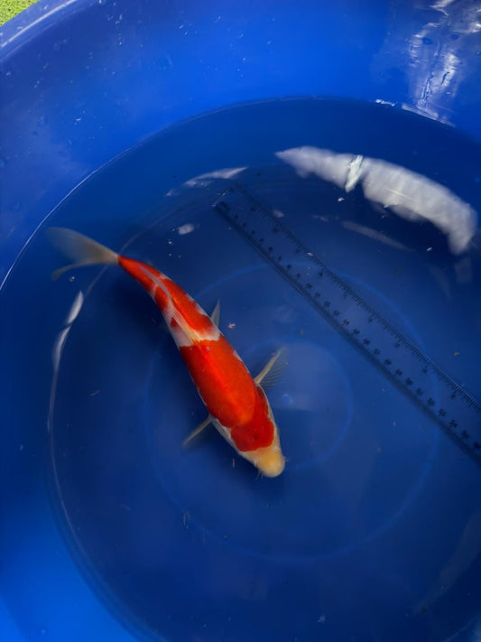9"  Kohaku Japanese Import Koi (Hand Picked) T3