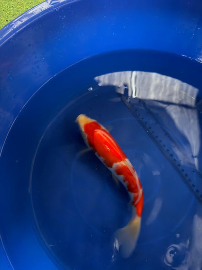 9"  Kohaku Japanese Import Koi (Hand Picked) T3