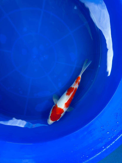 9" Kohaku Japanese Imported T2