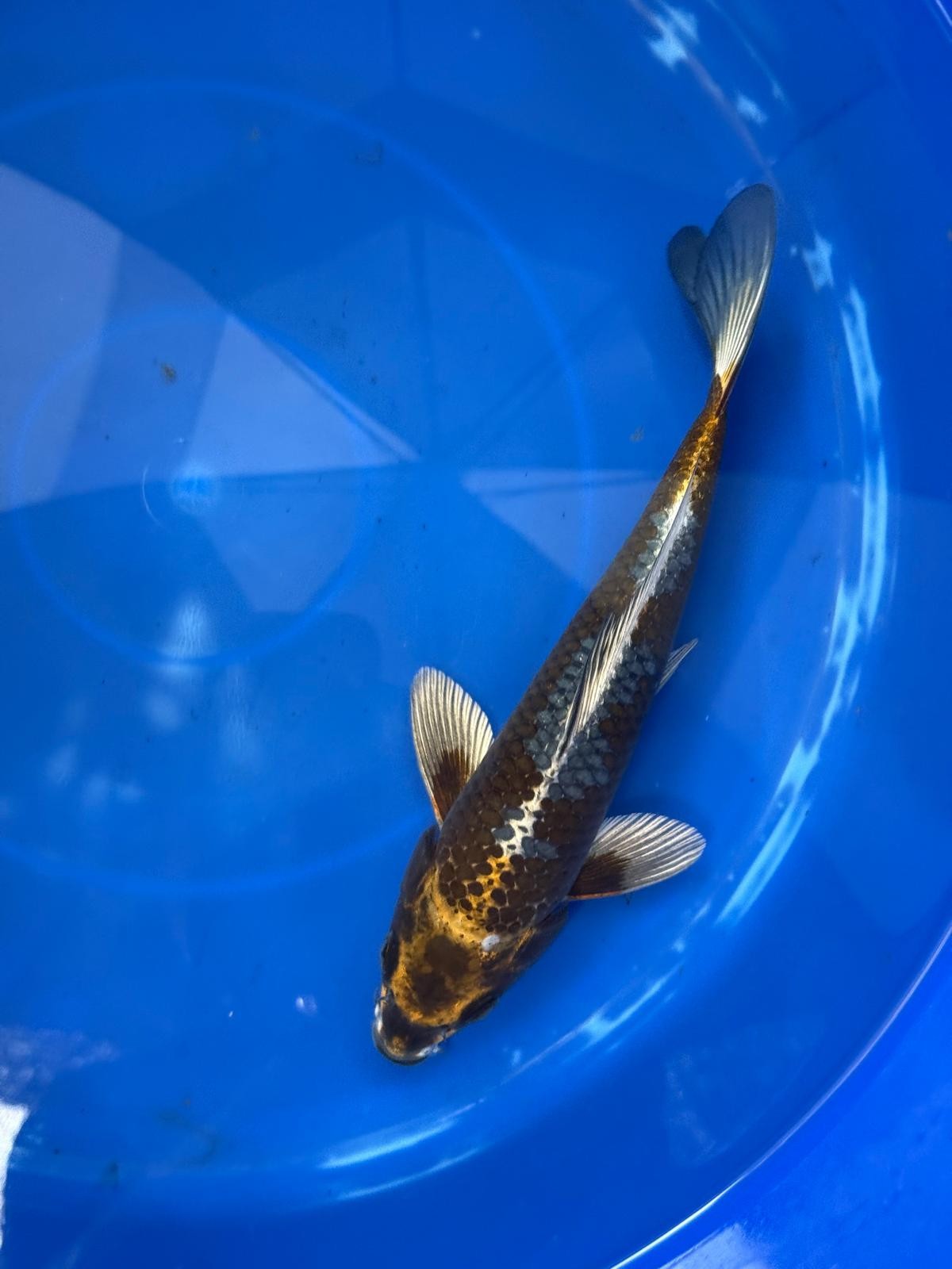 Matsuba Koi 9" GT