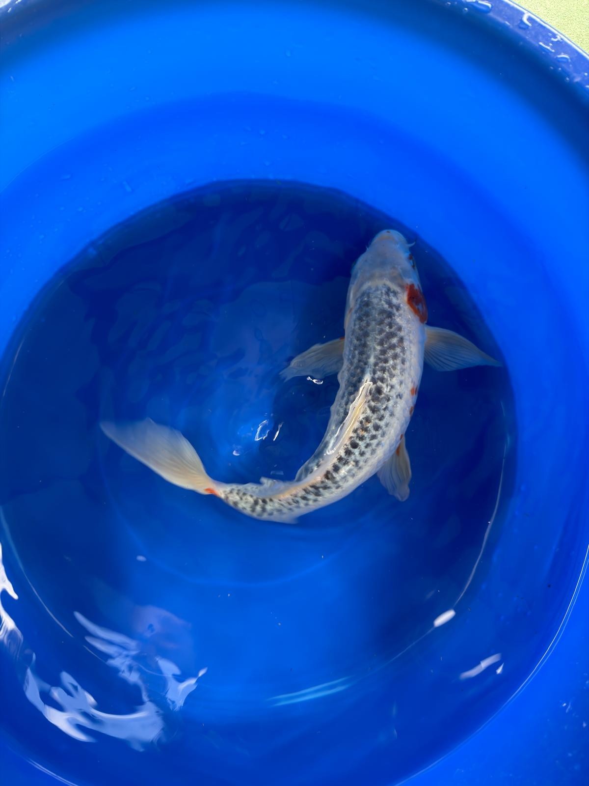 Asagi Koi 14"