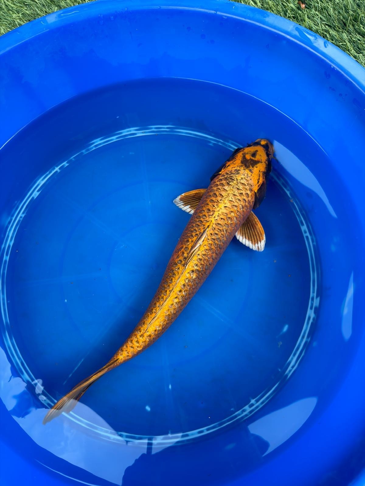 Kin Matsuba Koi 19"